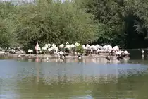 Flamingos am 2.9.2018 in der Zoom Erlebniswelt in Gelsenkirchen im Teil Afrika.