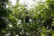 In der gro�en Tropenhalle waren am 2.9.2018 zahlreich fliegende Hunde zu sehen. Die weniger Aktiven hingen in den oberen B�umen der Zoom Erlebniswelt in Gelsenkirchen im Teil Asien.