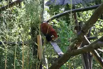 Ein kleiner Panda, auch wegen seiner F�rbung roter Panda genannt, krabbelt hier am 2.9.2018 in seinem Gehege in der Zoom Erlebniswelt in Gelsenkirchen im Teil Asien herum.