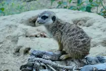 Erdm�nnchen. (Suricata). In der Kartendarstellung ist f�r den Bau der Erdm�nnchen noch die Biberratte (Nutria) eingetragen. Die neuen Bewohner sind jetzt die Erdm�nnchen. (Gentrifizierung...?). Foto: Zoologischer Garten Berlin, September 2018