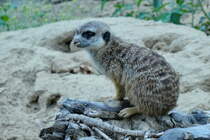 Erdmnnchen. (Suricata). In der Kartendarstellung ist fr den Bau der Erdmnnchen noch die Biberratte (Nutria) eingetragen. Die neuen Bewohner sind jetzt die Erdmnnchen. (Gentrifizierung...?). Foto: Zoologischer Garten Berlin, September 2018