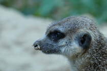 Erdmnnchen. (Suricata). In der Kartendarstellung ist fr den Bau der Erdmnnchen noch die Biberratte (Nutria) eingetragen. Die neuen Bewohner sind jetzt die Erdmnnchen. (Gentrifizierung...?). Foto: Zoologischer Garten Berlin, September 2018