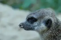 Erdm�nnchen. (Suricata). In der Kartendarstellung ist f�r den Bau der Erdm�nnchen noch die Biberratte (Nutria) eingetragen. Die neuen Bewohner sind jetzt die Erdm�nnchen. (Gentrifizierung...?). Foto: Zoologischer Garten Berlin, September 2018