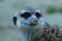 Erdmnnchen. (Suricata). In der Kartendarstellung ist fr den Bau der Erdmnnchen noch die Biberratte (Nutria) eingetragen. Die neuen Bewohner sind jetzt die Erdmnnchen. (Gentrifizierung...?). Foto: Zoologischer Garten Berlin, September 2018