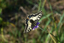 Wenn man Bahnfotografie betreibt und nebenbei es mal etwas ruhiger wird, schaut man sich auch nach anderen Motiven um. Hier zu sehen ist ein Schwalbenschwanz bei der Suche nach Nektar, auf einer Blte. 3km stlich von Bchen, 05.09.2018.