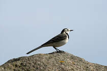 Eine Bachstelze am Strand von Thiessow. - 16.09.2018