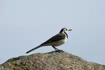 Eine Bachstelze am Strand von Thiessow. - 16.09.2018