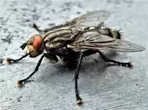 Kleines ganz gross: eine Fleischfliege l�sst sich ganz ruhig fotografieren - 27.08.2018