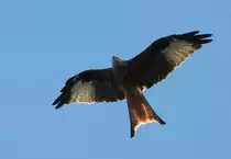 M�USEBUSSARD �BER EITORF/SIEG
Direkt �ber der Innenstadt von EITORF/SIEG und dem Kirmestrubel kreiste am 25.92018 dieser
M�usebussard...ob er neugierig war oder mit seinen scharfen Augen eine spezielle Beute
entdeckt hatte???Habe ohne Stativ und ohne Anlehnen,frei Hand,fotografiert....