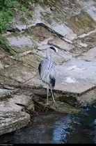 Blick auf einen Graureiher bzw. Fischreiher am Ufer des Bodensees in Konstanz.
[9.7.2018 | 20:57 Uhr]
