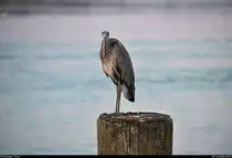 Tele-Blick auf einen Graureiher bzw. Fischreiher am Ufer des Bodensees in Konstanz.
[9.7.2018 | 20:57 Uhr]