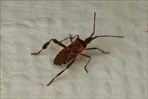 Leptoglossus occidentalis / Amerikanische Zapfenwanze war heute in unserer Kche aufgetaucht.  10.10.2018