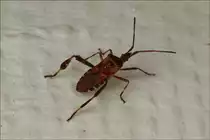 Leptoglossus occidentalis / Amerikanische Zapfenwanze war heute in unserer K�che aufgetaucht.  10.10.2018