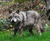WOLF(CANIS)STEHEND,IM TIERGARTEN WEILBURG/LAHN
Noch einmal ein Bild vom WOLF in voller Gr��e,am 7.10.2018 bei der F�tterung im Tiergarten
WEILBURG/LAHN...er ist das gr��te Raubtier aus der Familie der Hunde und einst eine der am
weitesten verbreiteten S�ugetierarten der Welt.....faszinierend,ihn einmal zu erleben.....