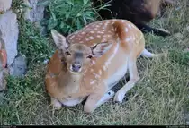 Blick auf ein Europ�isches Reh, das auf dem Gel�nde des Castell de Sant Ferran in Figueres (E) im Schatten verweilt.
[20.9.2018 | 12:35 Uhr]