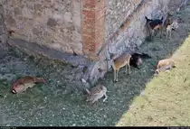 Europ�ische Rehe haben sich w�hrend der Mittagshitze im Castell de Sant Ferran in Figueres (E) einen schattigen Platz gesucht.
[20.9.2018 | 13:40 Uhr]