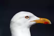 Sassnitzer Hafen-M�we im Profil. - 16.10.2018