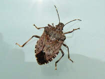 Marmorierte Baumwanze (Halyomorpha halys), auch Stinkkfer - 16.10.2018