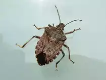 Marmorierte Baumwanze (Halyomorpha halys), auch Stinkk�fer - 16.10.2018