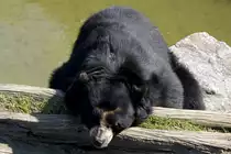 Brillenb�r, 24.04.2008 Stuttgart