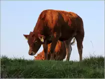 Dieses junge Rind auf dem Elbdeich bei Otterndorf wendet sich wieder dem Grasen zu, nachdem das Interesse an den Passanten vergangen ist. 11.10.2018