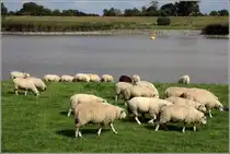 Schafherde bei der Deichpflege an der Ems in Weener. 02.09.2018