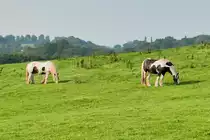 Zwei  schwarzbunte  Pferde auf einer Wiese bei Raglan Castle, Wales, 14.9.2016