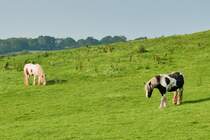 Zwei  schwarzbunte  Pferde auf einer Wiese bei Raglan Castle, Wales, 14.9.2016