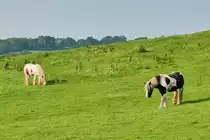 Zwei  schwarzbunte  Pferde auf einer Wiese bei Raglan Castle, Wales, 14.9.2016