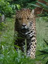 Am 19.08.2018 konnte ich diesen majest�tischen Leopard bei seinem Streifzug durch sein Revier im Rostocker Zoo fotografieren.