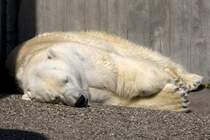 Eisbr, 24.04.2008 Stuttgart