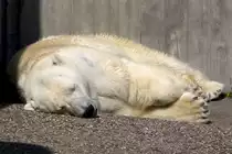 Eisb�r, 24.04.2008 Stuttgart