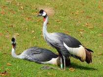 Die beiden Kronenkraniche entdeckte ich in der historischen Huftieranlage im Zoo Rostock, am 19.08.2018