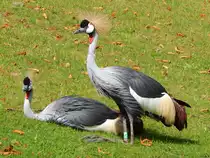 Die beiden Kronenkraniche entdeckte ich in der historischen Huftieranlage im Zoo Rostock, am 19.08.2018