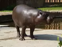 Ein s��es Zwergflusspferd im Rostocker Zoo am 19.08.2018
