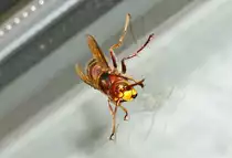 Europ�ische Hornisse am Wohnzimmerfenster - 13.08.2018