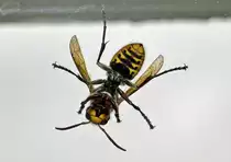  R�ntgenbild  (von unten) einer Europ�ischen Hornisse - 13.08.2018