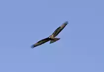 M�usebussard �ber der Voreifel bei Bad M�nstereifel - 25.09.2018