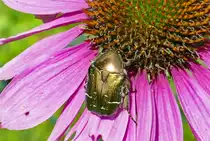 Grosser Rosenk�fer auf einer Bl�te im Garten - 13.07.2018