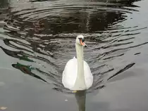 Hamburg am 16.10.2018: H�ckerschwan auf der Binnenalster /