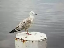 Hamburg am 16.10.2018: M�we an der Binnenalster /