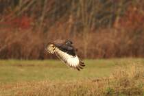 Der Bussard lies mir keine Chance und drehte sich beim Abflug zur Seite weg. Aufgenommen bei Zell (Backnang), am 9.11.18.