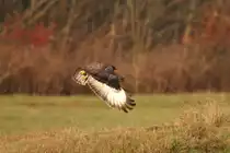Der Bussard lies mir keine Chance und drehte sich beim Abflug zur Seite weg. Aufgenommen bei Zell (Backnang), am 9.11.18.