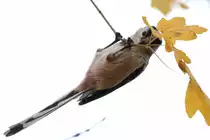 Die Schwanzmeise blieb cool h�ngen, als ich meine Kamera anlegte. Aufgenommen am 9.11.18 bei Aichelbach.