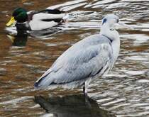 GRAUREIHER(FISCHREIHER) MIT STOCKENTE IN DILLENBURG/HESSEN

Diesen ausgewachsenen GRAUREIHER konnte ich am 21.11.2018 im Flchen DILL in der Innenstadt von
DILLENBURG/HESSEN fotografieren...den immer noch sehr niedrigen Wasserstand sieht man daran,
dass gerade mal die Hlfte seines  Fahrgestells  von Wasser bedeckt ist...
Neugierige Stockenten umkreisten den seltenen Gast,der da in ihrem Revier wilderte....