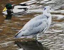 GRAUREIHER(FISCHREIHER) MIT STOCKENTE IN DILLENBURG/HESSEN

Diesen ausgewachsenen GRAUREIHER konnte ich am 21.11.2018 im Fl��chen DILL in der Innenstadt von
DILLENBURG/HESSEN fotografieren...den immer noch sehr niedrigen Wasserstand sieht man daran,
dass gerade mal die H�lfte seines  Fahrgestells  von Wasser bedeckt ist...
Neugierige Stockenten umkreisten den seltenen Gast,der da in ihrem Revier wilderte....