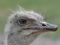 Portrait eines Afrikanischen Strau�es (Zoo Aalborg, Juni 2018)