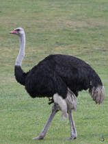 Ein Afrikanischer Strau Anfang Juni 2018 im Zoo Aalborg.