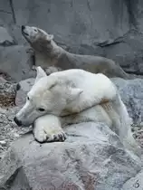 Eine entspannte Eisbärin mit ihrem Nachwuchs. (Zoo Aalborg, Juni 2018)