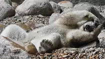 Ein wirklich relaxter junger Eisb�r im Zoo Aalborg. (Juni 2018)